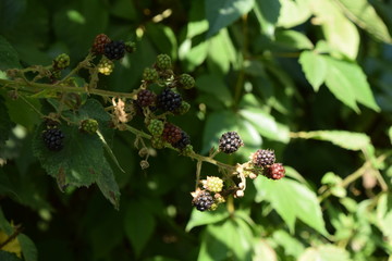 sun-ripened wild blackberries - waiting to be harvested