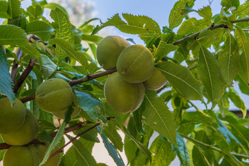 Green branch of an almond tree with ripening nuts.