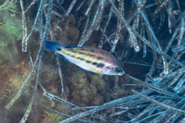 East Atlantic peacock wrasse (Symphodus tinca)
