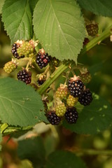 sun-ripened wild blackberries - waiting to be harvested