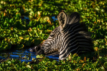 kleines Zebra in größter Not