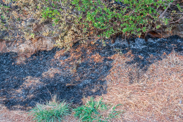 Smoke and burnt earth after a fire in a pine forest. Burnt branches and tree trunks.