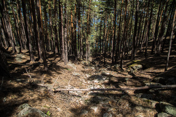 Beautiful pine forest in the resort Borovoye, top view