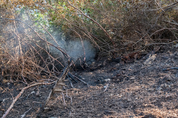 Smoke and burnt earth after a fire in a pine forest. Burnt branches and tree trunks.