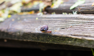 Little snail crawling on an old wooden board