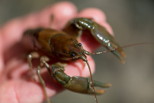 Held Crawfish