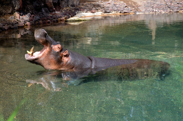 Fototapeta premium Big Male Hippopotamus with his Head out of the Water and his Mouth Wide Open