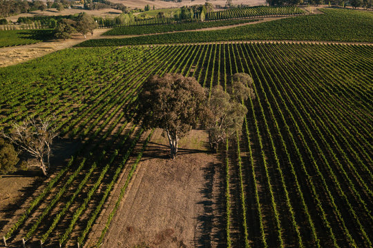 gum trees in vineyards in Orange, NSW, Australia