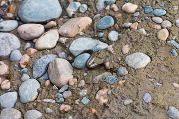 Photo of little grass snake crawling on the stones