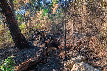 Fototapeta premium Burnt earth after a fire in a pine forest. Burnt branches and tree trunks.