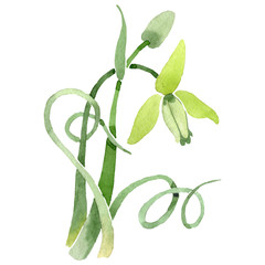 Obraz premium Albuca canadensis floral botanical flower. Watercolor background set. Isolated albuca illustration element.