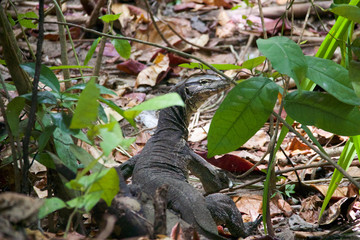 portrait of lizard among green leaves of the jungle