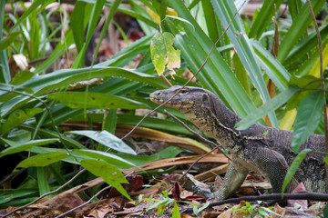 head of lizard walking in the jungle in Sangalaki island