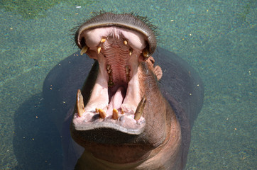 Big Male Hippopotamus with his Head out of the Water and his Mouth Wide Open