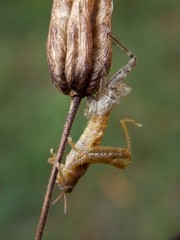 the grasshopper changes on the plant