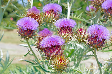 Artichoke plants flower
