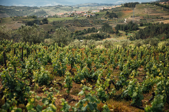Douro Valley Vineyard