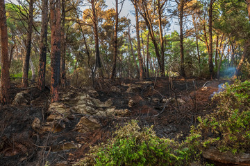 Burnt earth after a fire in a pine forest. Burnt branches and tree trunks.