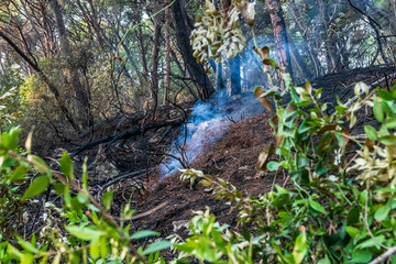 Smoke and burnt earth after a fire in a pine forest. Burnt branches and tree trunks.