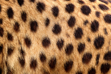 Colour texture fur cheetah - obrazy, fototapety, plakaty
