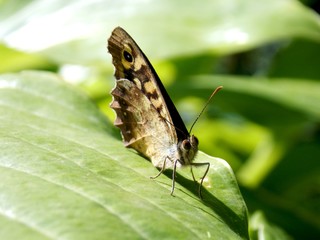 a small butterfly on a leaf