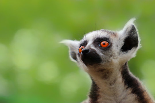 Little popular monkey - lemur