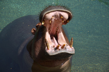 Big Male Hippopotamus with his Head out of the Water and his Mouth Wide Open