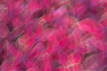 Abstract natural floral pink red purple background blurred in motion