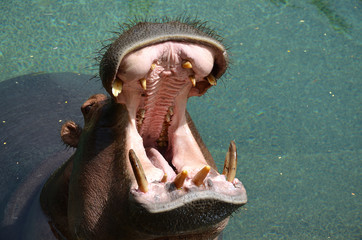 Big Male Hippopotamus with his Head out of the Water and his Mouth Wide Open