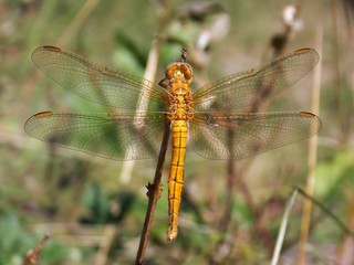Yellow dragonfly on a plant