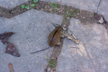Field mouse with a stripe on the back in the park