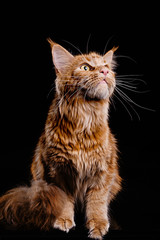 Fototapeta premium Photoshoot ginger cat champion breed Maine Coon in the studio. Predatory, aggressive look. Attack, hunt
