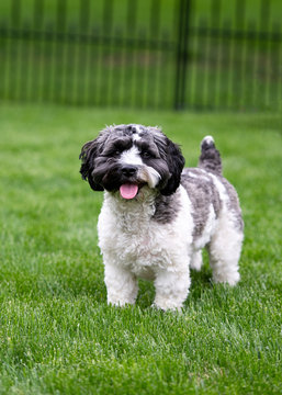 Smiling Black & White Havapoo on green grass