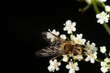 Fototapeta na wymiar Hoverfly on a flower in summer