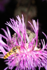 Marmalade hoverfly