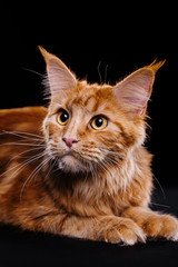 Obraz premium Photoshoot ginger cat champion breed Maine Coon in the studio. Predatory, aggressive look. Attack, hunt
