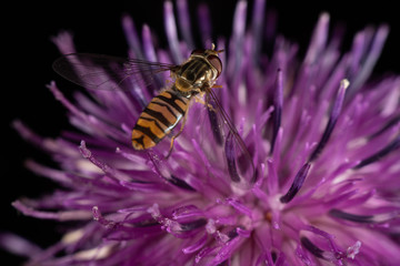 Marmalade hoverfly