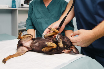 Midsection of veterinarian checking dog in hospital