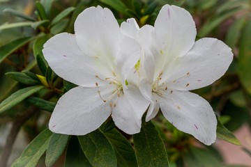 White Rhododendron azalea blooming on a bush in the garden. Selective focus.