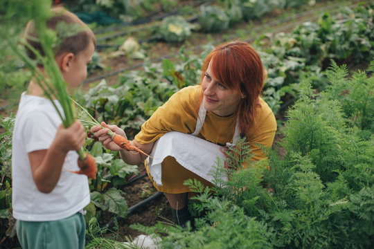 Mother and son harvesting carrots in garden