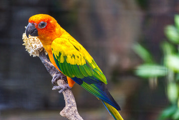 colorful parrot