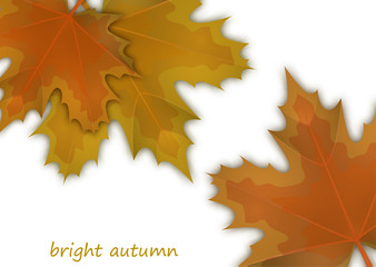 Naklejka na ściany i meble Autumn background with bright yellow and orange leaves of maple. Beautiful colored autumn.