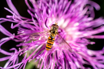 Hoverfly on a purple flower in late summer