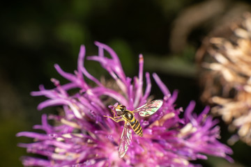 Marmalade hoverfly