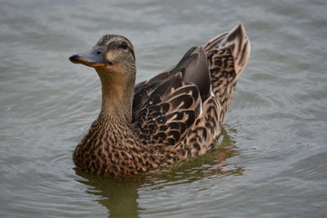 Anatra