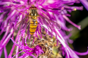 Hoverfly on a purple flower in late summer