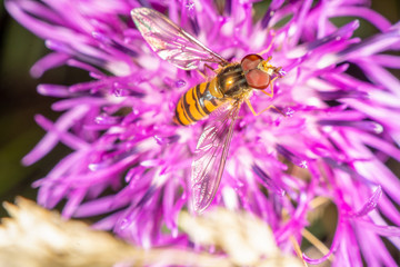 Hoverfly on a purple flower in late summer