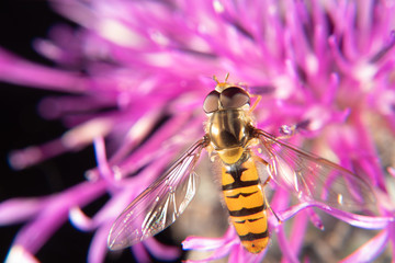 Marmalade hoverfly