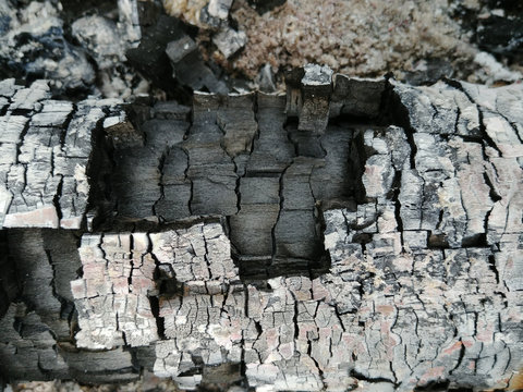 charred logs