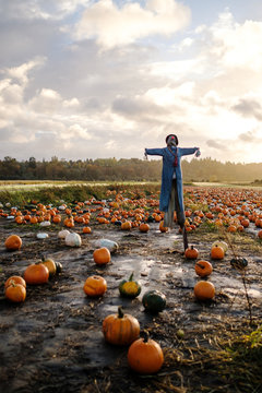 Scarecrow on Pumpkin Farm During Fall Season